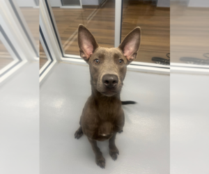 Pharaoh Hound-Unknown Mix Dogs for adoption in Hilton Head, SC, USA