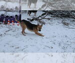 Small #2 German Shepherd Dog