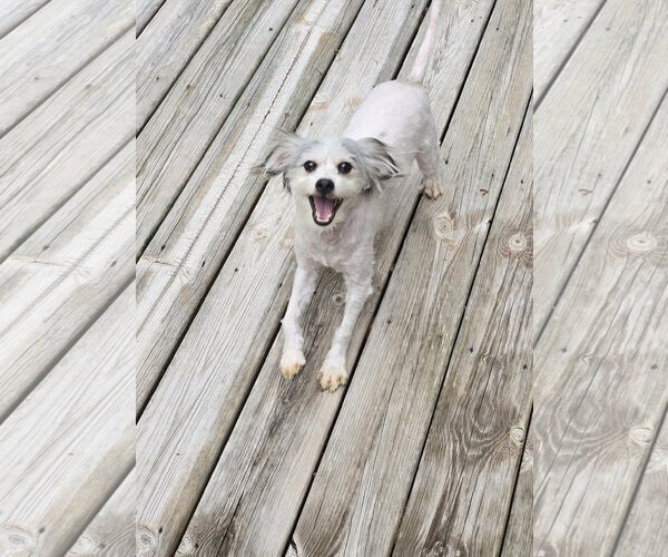 Medium Photo #6 ShiChi Puppy For Sale in Columbus, IN, USA