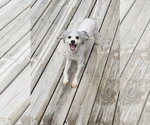 Small Photo #6 ShiChi Puppy For Sale in Columbus, IN, USA