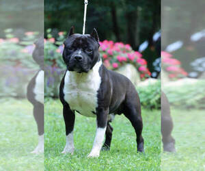 Father of the American Staffordshire Terrier puppies born on 09/01/2023