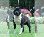 Small Photo #1 American Staffordshire Terrier Puppy For Sale in STOCKBRIDGE, MI, USA