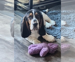 Basset Hound Puppy for sale in JOICE, IA, USA