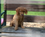 Small Photo #28 Golden Retriever Puppy For Sale in GREENWOOD, WI, USA
