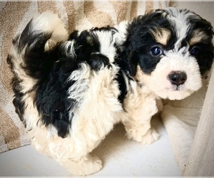 Bernedoodle Puppy for sale in CHATHAM, PA, USA