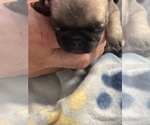 Small Photo #1 Pug Puppy For Sale in ISLANDTON, SC, USA