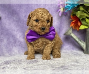 Cavapoo Puppy for sale in LANCASTER, PA, USA