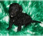 Small #1 Labradoodle