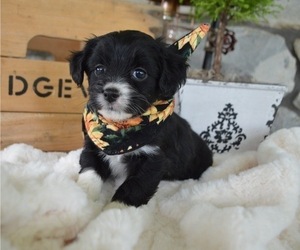 F2 Aussiedoodle Puppy for sale in HONEY BROOK, PA, USA