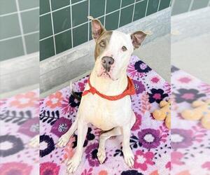 ACE - Male Mutt Dog for Adoption - Photo #2