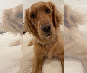 Mother of the Golden Retriever puppies born on 05/13/2026