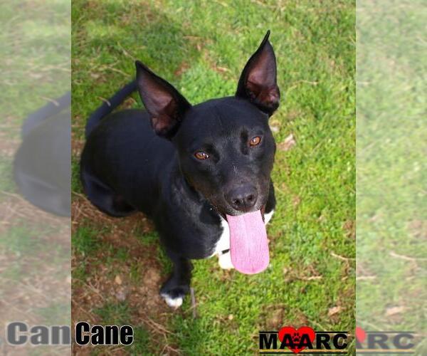 Medium Photo #3 Australian Kelpie-Basset Hound Mix Puppy For Sale in Maryville, TN, USA