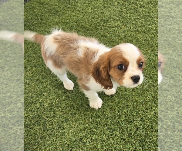 Medium Photo #2 Cavalier King Charles Spaniel Puppy For Sale in BERKLEY, MI, USA