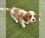 Small #1 Cavalier King Charles Spaniel