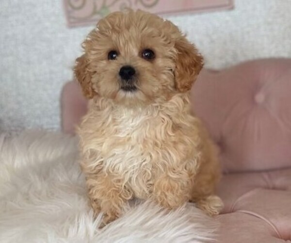 Medium Photo #2 ShihPoo Puppy For Sale in STUART, FL, USA
