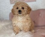 Small #1 ShihPoo