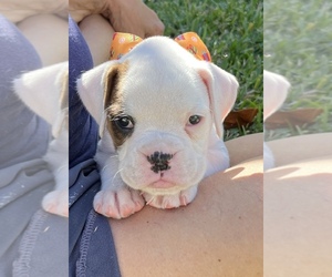 Boxer Puppy for sale in FORT PIERCE, FL, USA