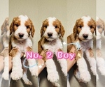 Puppy Puppy 2 Labradoodle-Poodle (Standard) Mix