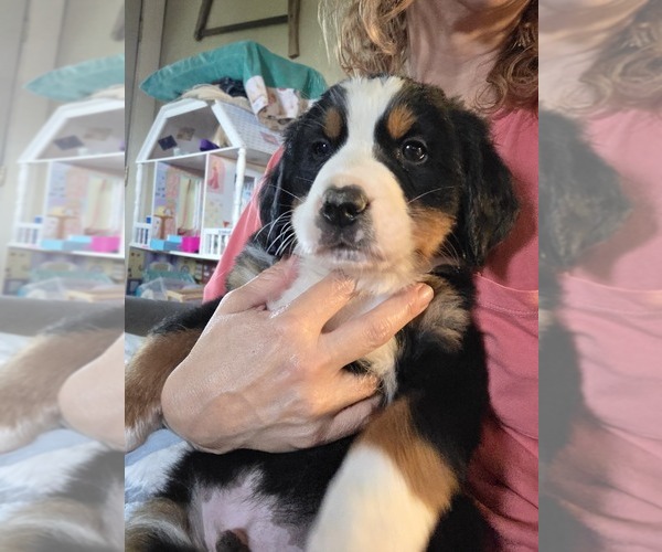 Medium Photo #3 Bernese Mountain Dog Puppy For Sale in HILLSBORO, OH, USA