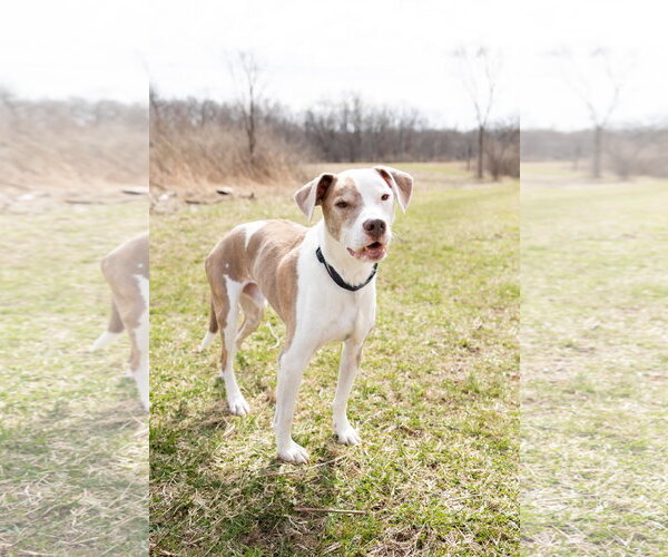 Medium Photo #3 Mutt Puppy For Sale in Crete, IL, USA