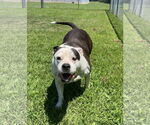 Small #9 American Pit Bull Terrier