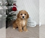 Small #4 Cavapoo (Miniature)