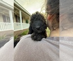 Small Photo #74 Bernedoodle Puppy For Sale in MOULTON, AL, USA