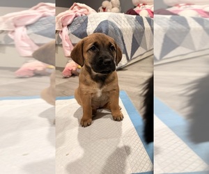 Black Mouth Cur-English Cream Golden Retriever Mix Puppy for sale in PROVIDENCE, RI, USA