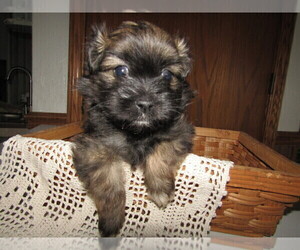 Shiranian Puppy for sale in FORT WAYNE, IN, USA
