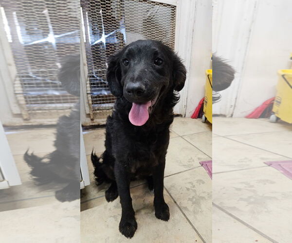 Medium Photo #1 Spaniel-Unknown Mix Puppy For Sale in El Centro, CA, USA