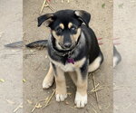 Small #4 Gerberian Shepsky