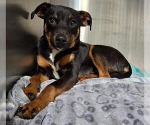 Chihuahua Dogs for adoption in Bakersfield, CA, USA