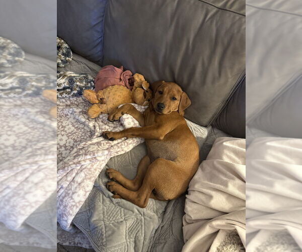 Medium Photo #2 Labrador Retriever-Unknown Mix Puppy For Sale in Brewster, NY, USA