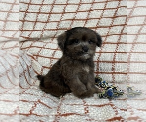 Maltipoo Puppy for sale in FRANKLIN, IN, USA