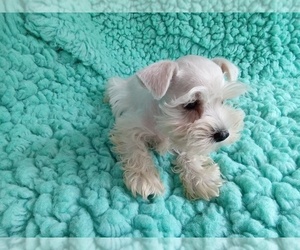 Schnauzer (Miniature) Puppy for sale in LAUREL, MS, USA