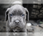Small Photo #1 Cane Corso Puppy For Sale in DUBUQUE, IA, USA