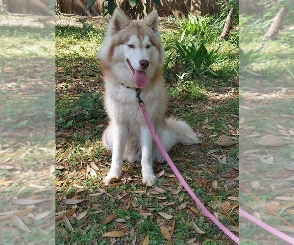 Medium Photo #1 Pomsky Puppy For Sale in ORANGE PARK, FL, USA
