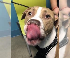 American Pit Bull Terrier Dogs for adoption in Houston, TX, USA