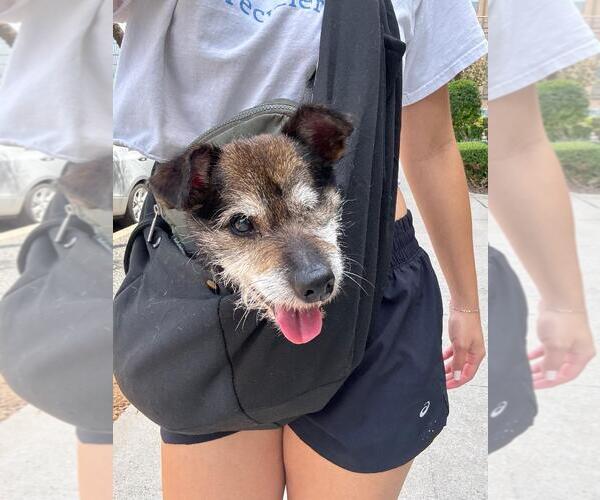 Medium Photo #2 Miniature Schnauzer-Unknown Mix Puppy For Sale in Seven Valleys, PA, USA