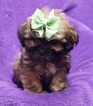 Small Photo #7 Lhasa Apso Puppy For Sale in BUFFALO, MO, USA