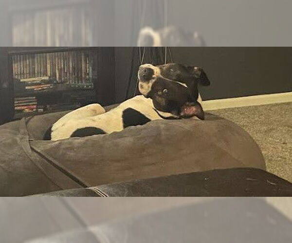 Medium Photo #4 Mutt Puppy For Sale in Sheboygan, WI, USA