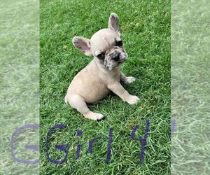 French Bulldog Puppy for sale in MCKINNEY, TX, USA