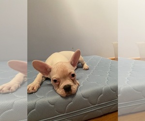 French Bulldog Puppy for sale in BROOKLYN, NY, USA