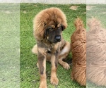 Small #8 Tibetan Mastiff
