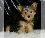 Small #1 Morkie