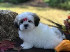 Small Photo #5 Mal-Shi Puppy For Sale in BUFORD, GA, USA