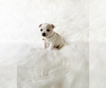 Small #6 Chihuahua