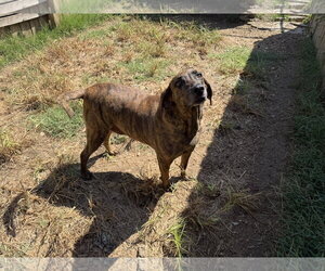 Slick - Male Plott Hound-Unknown Mix Dog for Adoption - Photo #2