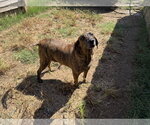 Small Photo #2 Plott Hound-Unknown Mix Puppy For Sale in Jackson, MS, USA