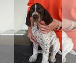 Small Photo #10 German Shorthaired Pointer Puppy For Sale in WARSAW, NY, USA